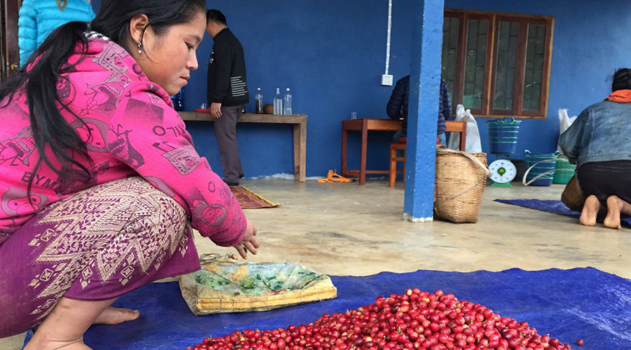 The Growth of Specialty Coffee in Northern Laos