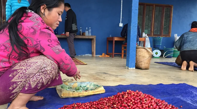 The Growth of Specialty Coffee in Northern Laos